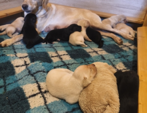 Unser V2 Wurf ist angekommen!