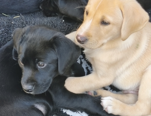 Aktuelle Fotos und Videos von unserem V2 Wurf